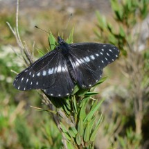 Butterfly on top of Pico da Bandeira
